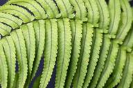 fern-green-plant-leaf-fern-forest-1609099.jpg