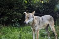 wolf-wild-nature-animal-forest-630143.jpg