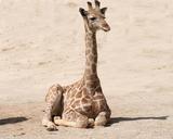 giraffe-baby-giraffe-mammal-1024589.jpg