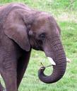 animals-elephant-nature-wild-zoo-908439.jpg