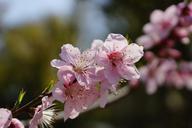 cherry-blossoms-flower-pink-spring-847343.jpg