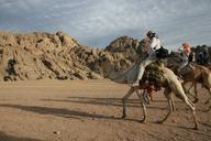 egypt-adventure-camel-desert-371852.jpg