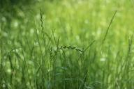 grass-green-wheat-534695.jpg