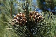 cones-forest-evergreen-tree-cone-664473.jpg