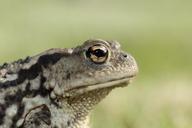 frog-toad-eyes-amphibian-head-402416.jpg