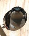 tree-swallow-bird-birdhouse-541186.jpg