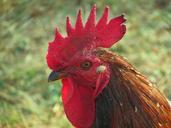 rooster-cock-poultry-cockerel-fowl-243226.jpg