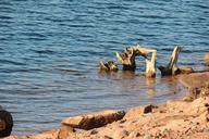 lake-driftwood-landscape-1179180.jpg