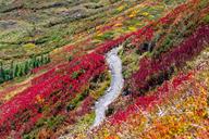 wildflowers-flowers-hillside-red-1031453.jpg