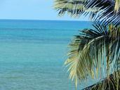 coconut-tree-mar-litoral-horizon-896462.jpg