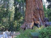 Sequoias forrest.jpg