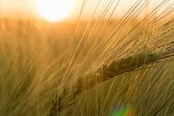 barley-field-ear-macro-811340.jpg