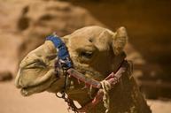 camel-desert-jordan-desert-ship-646861.jpg