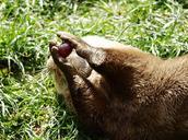 otter-paws-grape-lutrinae-327586.jpg