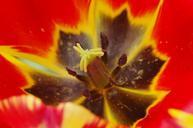 pollen-pistil-stamp-flower-blossom-64116.jpg