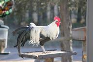 rooster-bird-feeder-cockerel-1093631.jpg