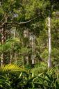 rain-forest-forest-australia-623683.jpg