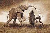 elephant-play-rain-umbrella-nature-335754.jpg