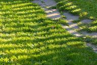 lawn-path-garden-sun-light-grass-745413.jpg