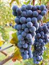 blue-grapes-grape-plant-wine-fruit-464914.jpg