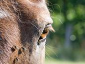 eye-horse-brown-animal-eyelashes-113908.jpg