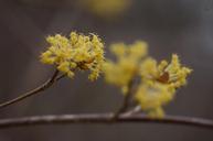 Tree-and-Flower-National-Arboretum.jpg