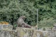 sea-lion-start-gesture-tired-621691.jpg