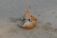 puppy-beach-sand-playing-pet-dog-631313.jpg