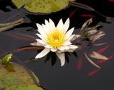 water-lily-koi-pond-nature-flower-1052893.jpg