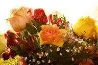 mother-s-day-flower-bouquet-rose-337941.jpg