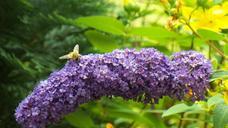 summer-lilac-bee-insect-pollen-464592.jpg