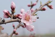 spring-peach-blossom-serenity-804533.jpg