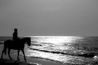 horse-jumper-sea-beach-582876.jpg