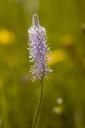 plant-faded-meadow-grassland-plants-1493450.jpg