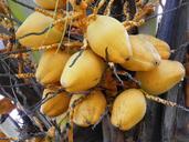 bread-fruit-fruit-exotic-yellow-553677.jpg