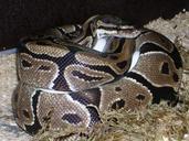 ball-python-python-regius-snake-401597.jpg