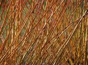 pasture-tree-plant-pollarded-willow-80259.jpg