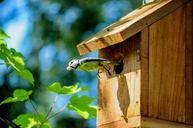 flight-bird-flying-bird-house.jpg