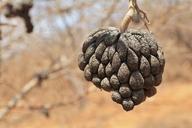 cone-dry-backcountry-tree-autumn-1497134.jpg