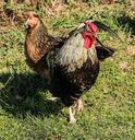 chickens-rooster-cock-birds-hen-201573.jpg