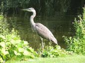 heron-animal-river-894511.jpg