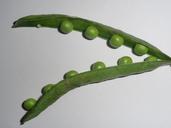 peas-vegetables-green-fresh-opened-246460.jpg