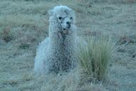 alpaca-andean-camelid-camelid-peru-499882.jpg