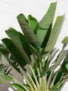 Banana green plant on white wall.jpg