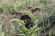 berries-black-ebulus-ripe-sambucus-87402.jpg