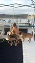 pug-boat-summer-outdoors-673675.jpg