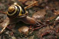 snail-shell-slowly-snail-shell-433515.jpg