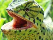 chameleon-reptile-green-camouflage-237268.jpg