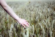 wheat-field-field-wheat-cereals-394782.jpg