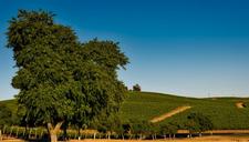 vineyard-california-napa-valley-1597723.jpg